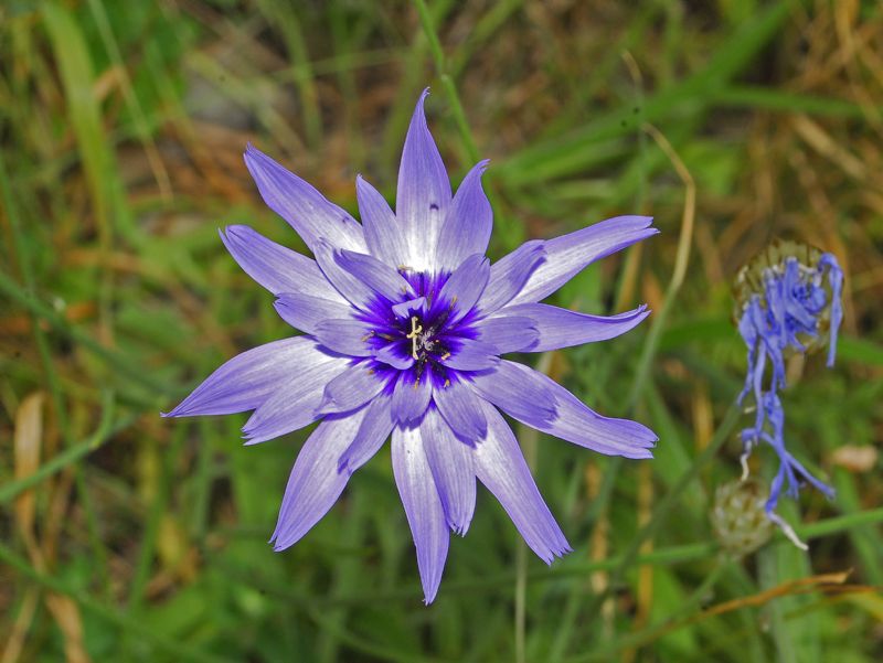 Asteracea azzurro-violetta - Catananche caerulea